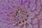 USA-Washington State-Issaquah Dahlias on display Art Print